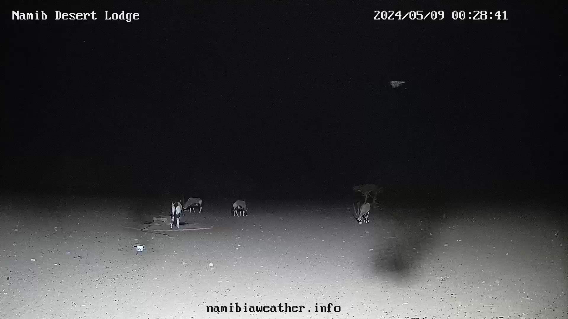 Webcam mit Blick auf Versteinerte Dünen und Wasserstelle in der Namib Desert Lodge.