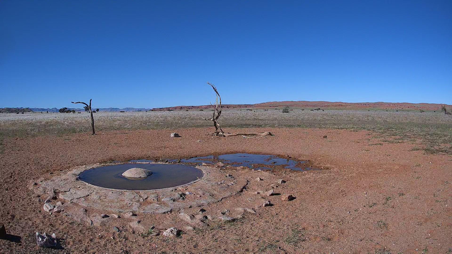 Namib Desert Waterhole Cam